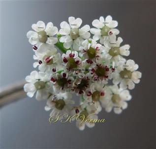  Umbellule with peripheral female flowers and inner bisexual